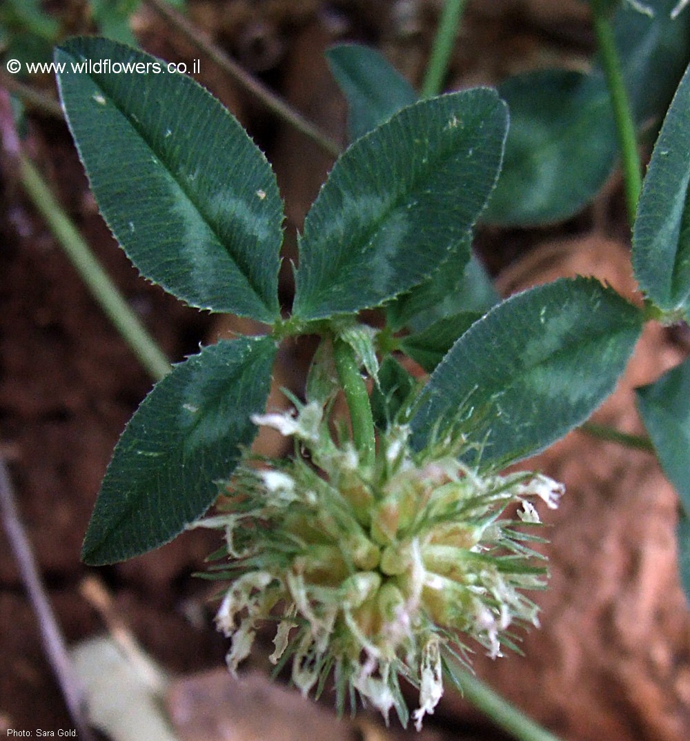 Trifolium physodes